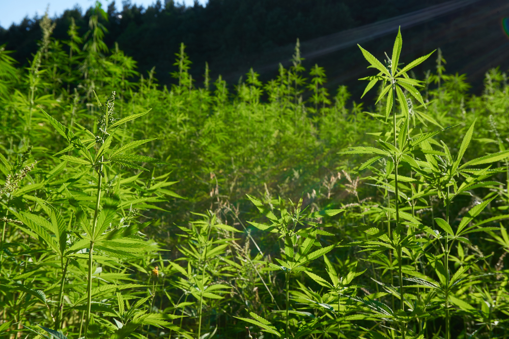 hemp field