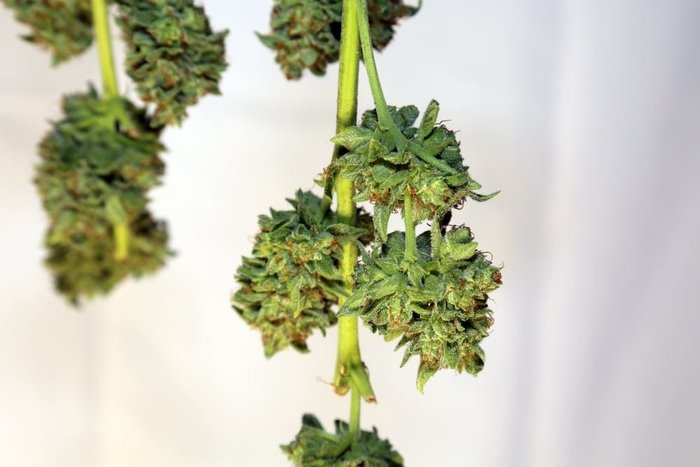 hanging marijuana bud