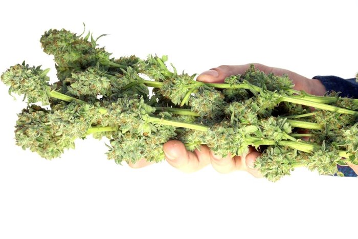 holding dried weed