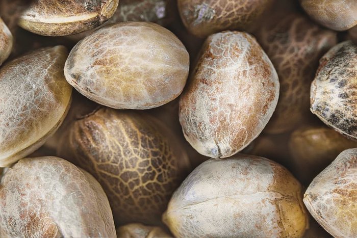 large cannabis seeds