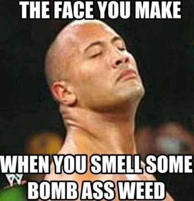 Weed Memes To Get You Through the Week | Leafbuyer