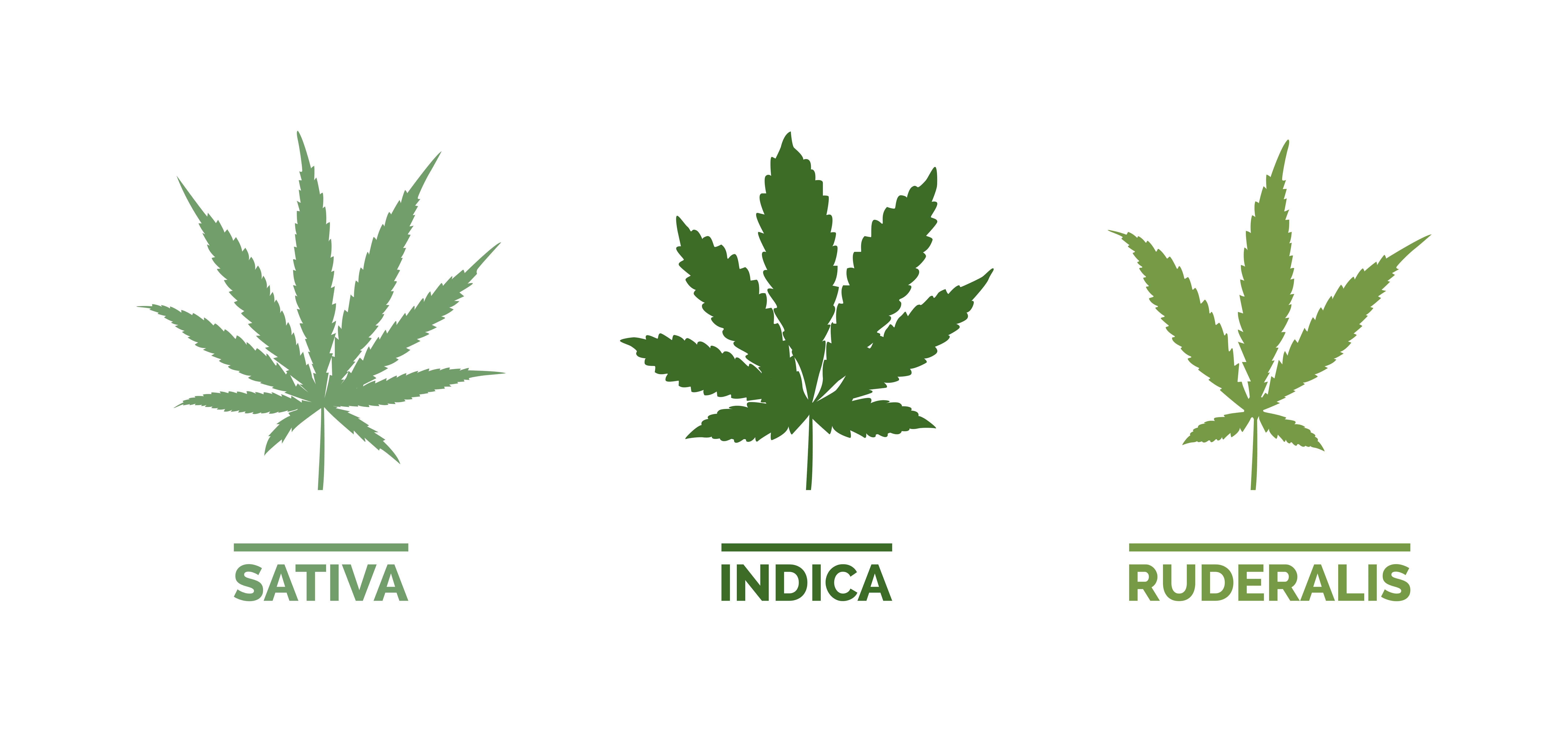 High vs Stoned: Significado e Diferença