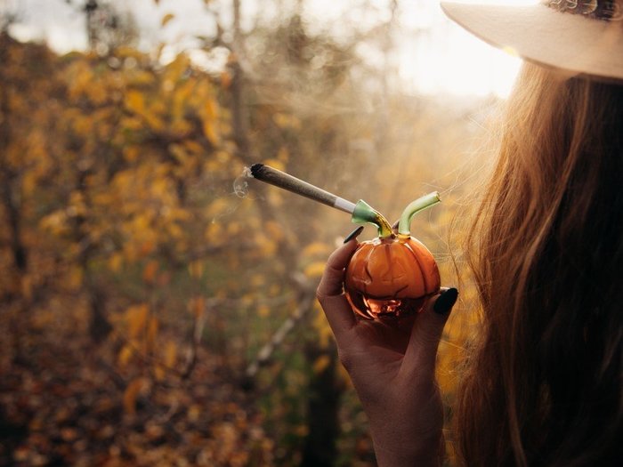Cozy Up With the Best Marijuana Strains for Fall Leafbuyer