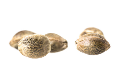 Seeds/Clones deal image