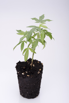 Seeds/Clones deal image