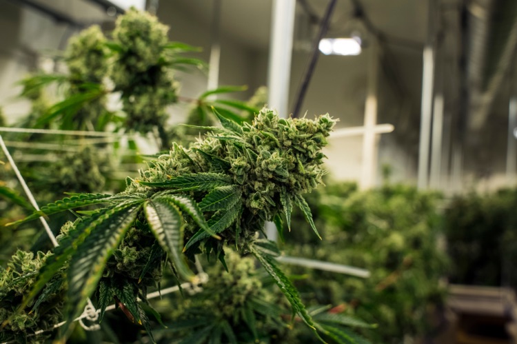 Washington State Cannabis Laws