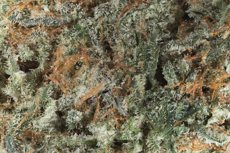 Blackberry Kush image