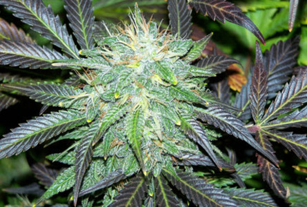 Black Domina image