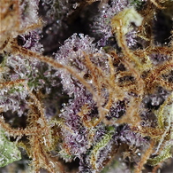 Black Magic Kush image