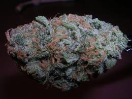 Blueberry Haze image