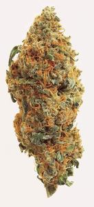 Blue Velvet Kush image