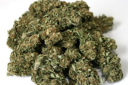 Burmese Kush image