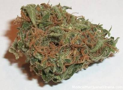 Grapefruit Haze image