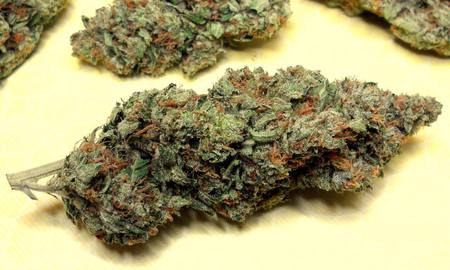 Grapefruit Kush image