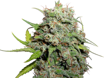 Grape Skunk image