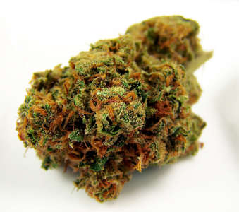 Harlequin (High CBD) image