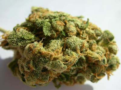 Jack Herer image