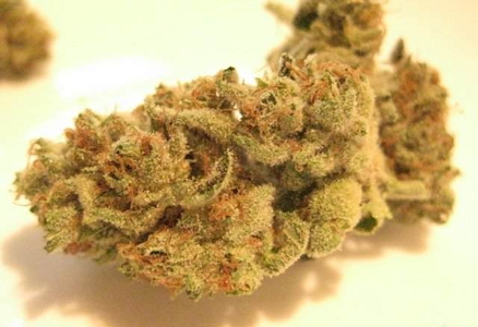 Lemon Sativa image