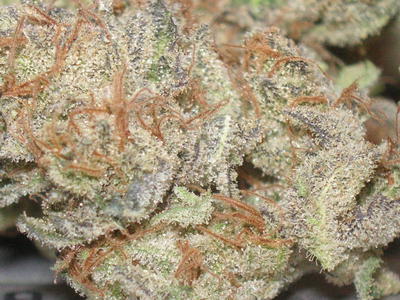 Platinum Purps image