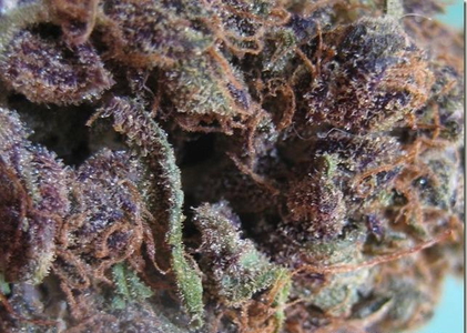 Purple Diesel image