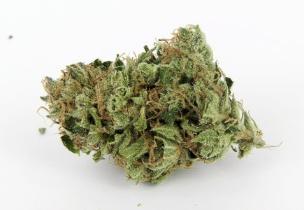 Skunk Dawg image