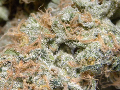 Tangerine Haze image