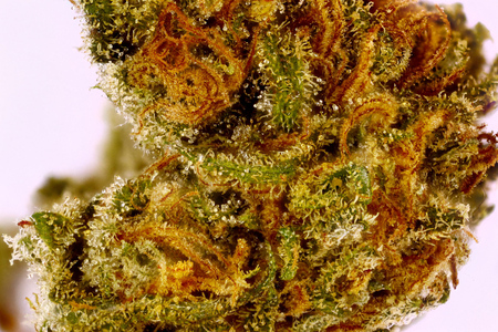 Tangerine Kush image