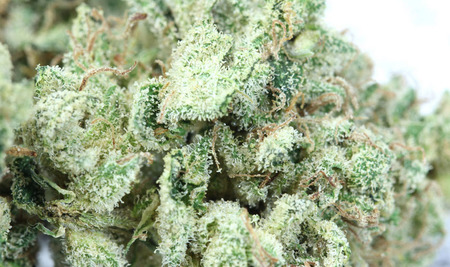 White Dawg image