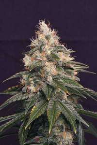 White Diesel image