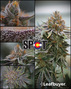 The Spot 420 - Pueblo Central photo