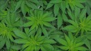 Gaia's Favor Medical Marijuana Dispensary photo