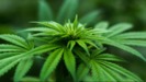 Gaia's Favor Medical Marijuana Dispensary photo