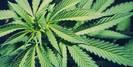 No Rhyme Or Reason Medical Marijuana Dispensary photo