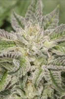 HYBRID - KIMBO KUSH image