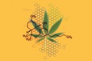 Lamz Cannabizness photo