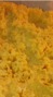 CBD Oil of Colorado photo