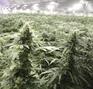 Smokin Aces Farm photo