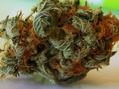 CK's Releaf RX photo