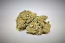 Cannabis Yummy Strains photo