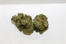 Cannabis Yummy Strains photo