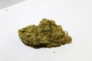Cannabis Yummy Strains photo