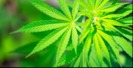 Affordable Cannabis Dispensary photo