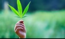 Affordable Cannabis Dispensary photo