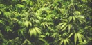 Affordable Cannabis Dispensary photo