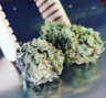 Oak Leaf Fine Cannabis photo