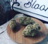 Oak Leaf Fine Cannabis photo