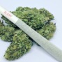 Oak Leaf Fine Cannabis photo