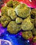 OC BUDZZ photo