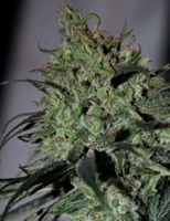 Lemon Thunder Seeds image