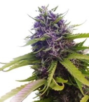 Original Blueberry Seeds image